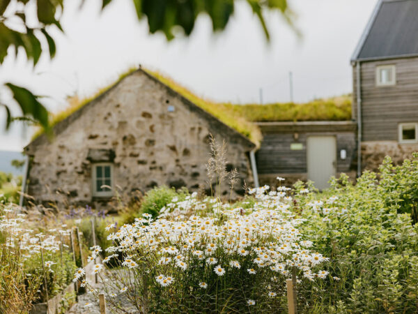 A croft house garden at Mint Croft, Isle of Skye. Herbs and Oxeye daisies in the cottage garden with historic, grass roofed cottage behind. A bright early summer day.